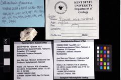 Foto (Objket + Etiketten) von Culmenformosa glaessneri (Robins, Feldmann & Schweitzer, 2013) 